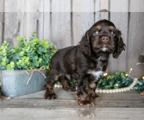 Medium Photo #3 Cocker Spaniel Puppy For Sale in BALTIC, OH, USA