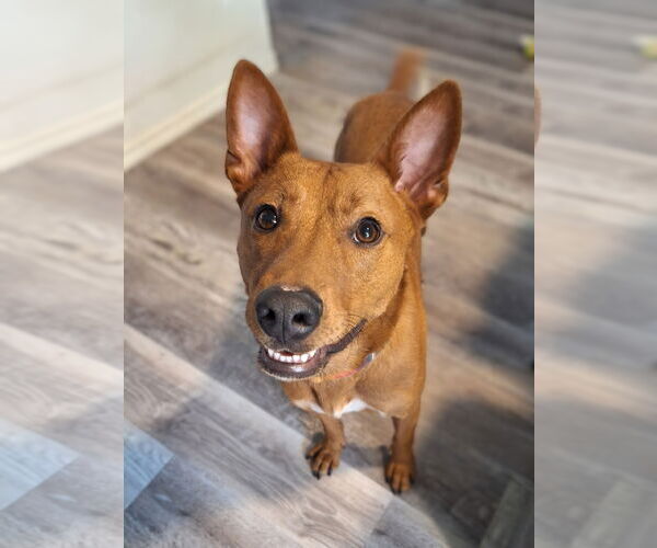 Medium Photo #12 American Pit Bull Terrier-Siberian Husky Mix Puppy For Sale in The Woodlands, TX, USA