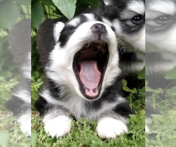 Medium Photo #9 Pomsky Puppy For Sale in BAXTER, TN, USA