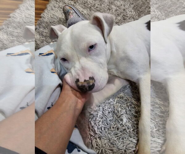 Medium Photo #3 Mutt Puppy For Sale in Crete, IL, USA