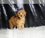 Small #4 Poodle (Toy)