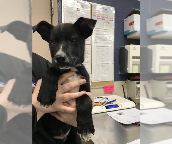 Medium Photo #1 Labrador Retriever-Unknown Mix Puppy For Sale in Conroe, TX, USA