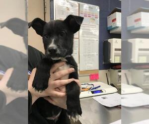 Labrador Retriever-Unknown Mix Dogs for adoption in Conroe, TX, USA