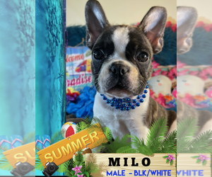 French Bulldog Puppy for sale in HEATHROW, FL, USA