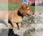 Small #6 Golden Retriever