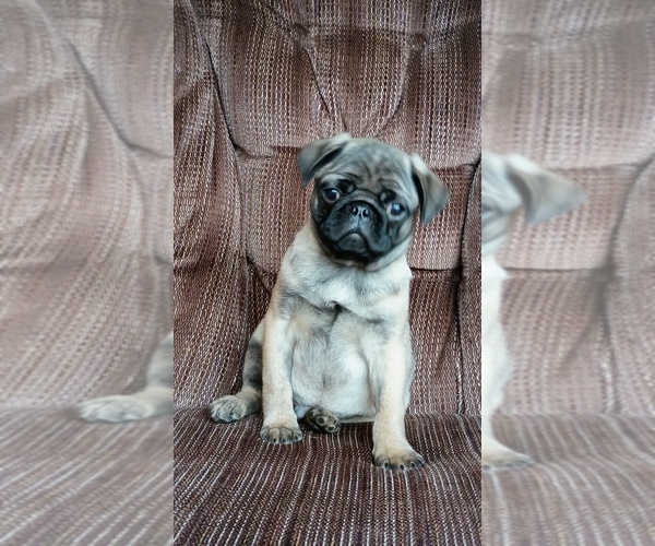 Medium Photo #15 Pug Puppy For Sale in SAINT PAUL, MN, USA
