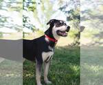Small #7 American Pit Bull Terrier Mix