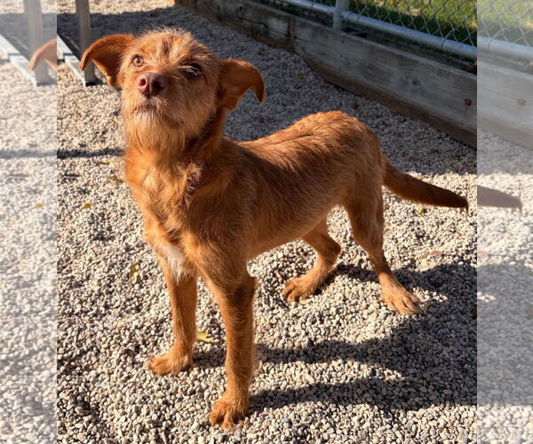 Medium Photo #2 Mutt Puppy For Sale in Jefferson, WI, USA