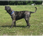 Small #4 Brazilian Mastiff