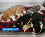Small #11 Aussalier