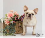 Small #4 French Bulldog