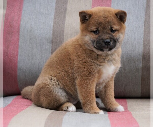 Medium Photo #1 Shiba Inu Puppy For Sale in FREDERICKSBG, OH, USA