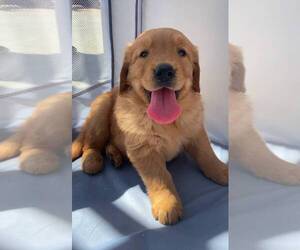 Golden Retriever Puppy for sale in SANTA ANA, CA, USA