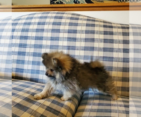 Medium Photo #4 Pomeranian Puppy For Sale in SAINT PAUL, MN, USA