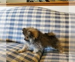 Small Photo #4 Pomeranian Puppy For Sale in SAINT PAUL, MN, USA