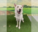 Small #2 Siberian Husky-white german shepherd Mix