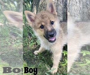Finnish Spitz-Keeshond Mix Puppy for sale in MONCLOVA, OH, USA