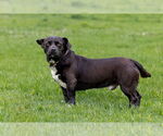 Small #4 American Pit Bull Terrier-Pembroke Welsh Corgi Mix