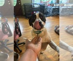 Small Photo #2 Mutt Puppy For Sale in Woodbury, NY, USA