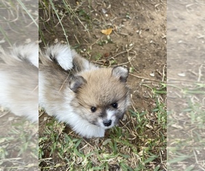 Pomeranian Puppy for sale in WHITESBORO, TX, USA