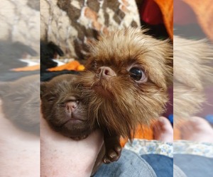 Mother of the Brussels Griffon puppies born on 02/01/2023