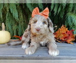 Small #3 Labradoodle