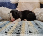 Small #2 Border Collie