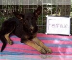Small German Shepherd Dog