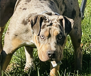 Mother of the American Bully puppies born on 06/20/2025