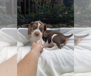 Beagle Litter for sale in CONROE, TX, USA