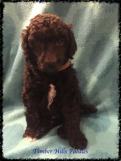 Medium Photo #1 Poodle (Standard) Puppy For Sale in OOLOGAH, OK, USA