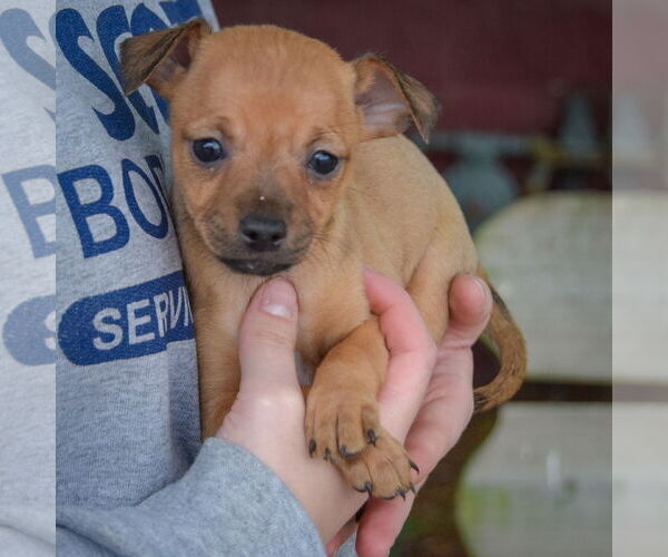 Medium Photo #3 Italian Greyhuahua Puppy For Sale in Huntley, IL, USA