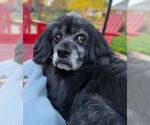 Small #2 Cocker Spaniel Mix