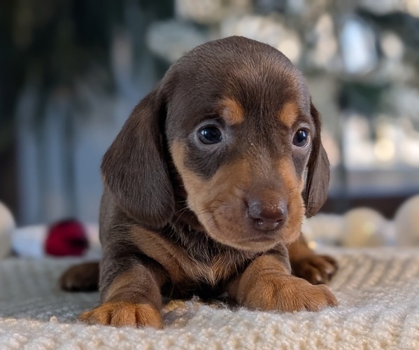 Medium Photo #4 Dachshund Puppy For Sale in GOSHEN, IN, USA