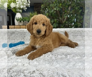 Goldendoodle Puppy for sale in GREENFIELD, IN, USA