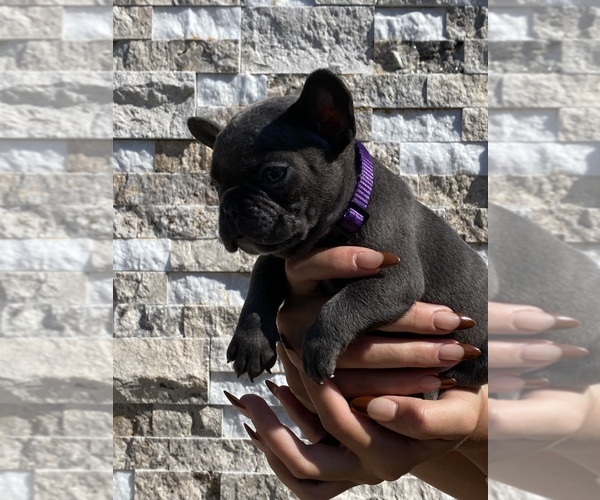 Medium Photo #2 French Bulldog Puppy For Sale in LA HABRA, CA, USA