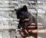 Small Photo #2 French Bulldog Puppy For Sale in LA HABRA, CA, USA