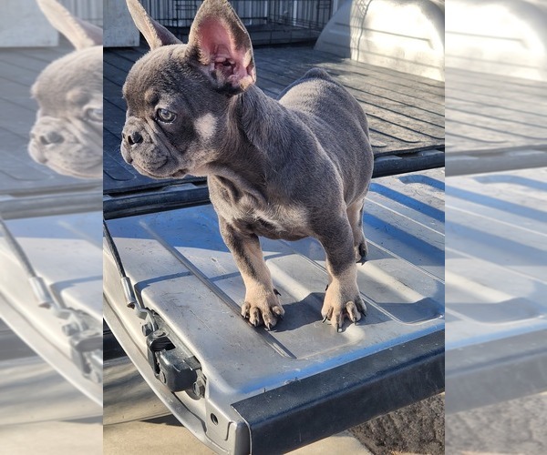 Medium Photo #2 French Bulldog Puppy For Sale in HESPERIA, CA, USA