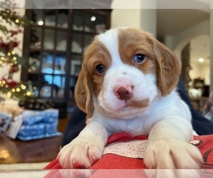 Brittany Puppy for Sale in REDDING, California USA