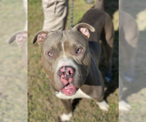Medium Photo #13 American Pit Bull Terrier-Unknown Mix Puppy For Sale in Virginia Beach, VA, USA