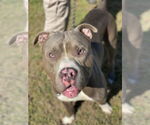 Small #12 American Pit Bull Terrier Mix