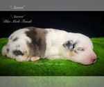 Small Photo #5 Miniature Australian Shepherd Puppy For Sale in SMITHVILLE, AR, USA