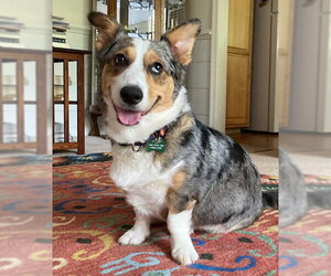 Cardigan Welsh Corgi-Catahoula Leopard Dog Mix Dogs for adoption in Rustburg, VA, USA