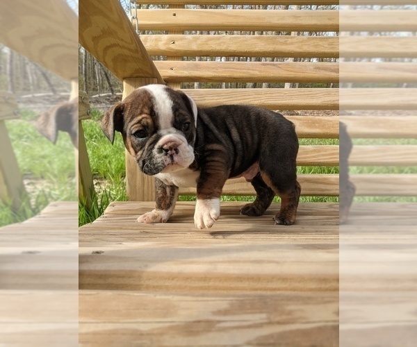 Medium Photo #7 English Bulldog Puppy For Sale in SPENCER, TN, USA