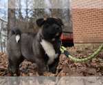 Small Photo #7 Akita Puppy For Sale in ROLLA, MO, USA