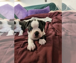 Boston Terrier Puppy for sale in TARBORO, NC, USA