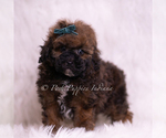 Small Photo #54 Poodle (Toy) Puppy For Sale in WARSAW, IN, USA