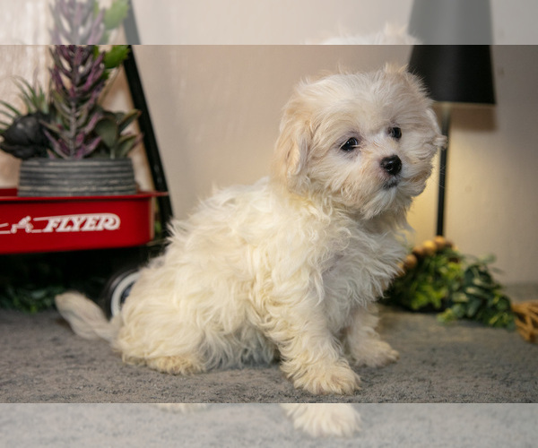 Medium Photo #2 Zuchon Puppy For Sale in SHILOH, OH, USA