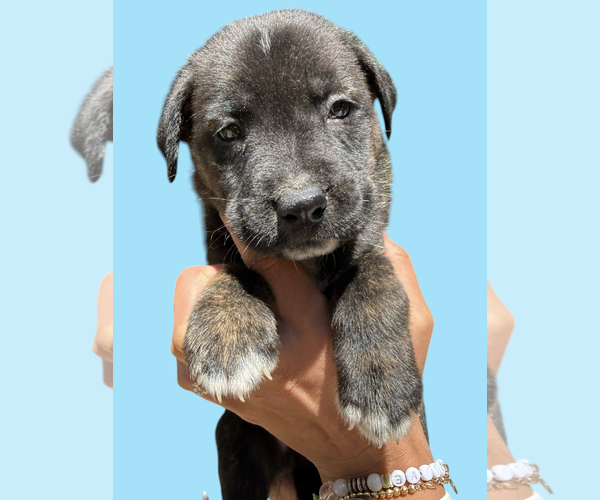 Medium Photo #3 Labrador Retriever-Unknown Mix Puppy For Sale in Rockville, MD, USA