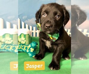 Spaniel-Unknown Mix Dogs for adoption in Hillsboro, MO, USA
